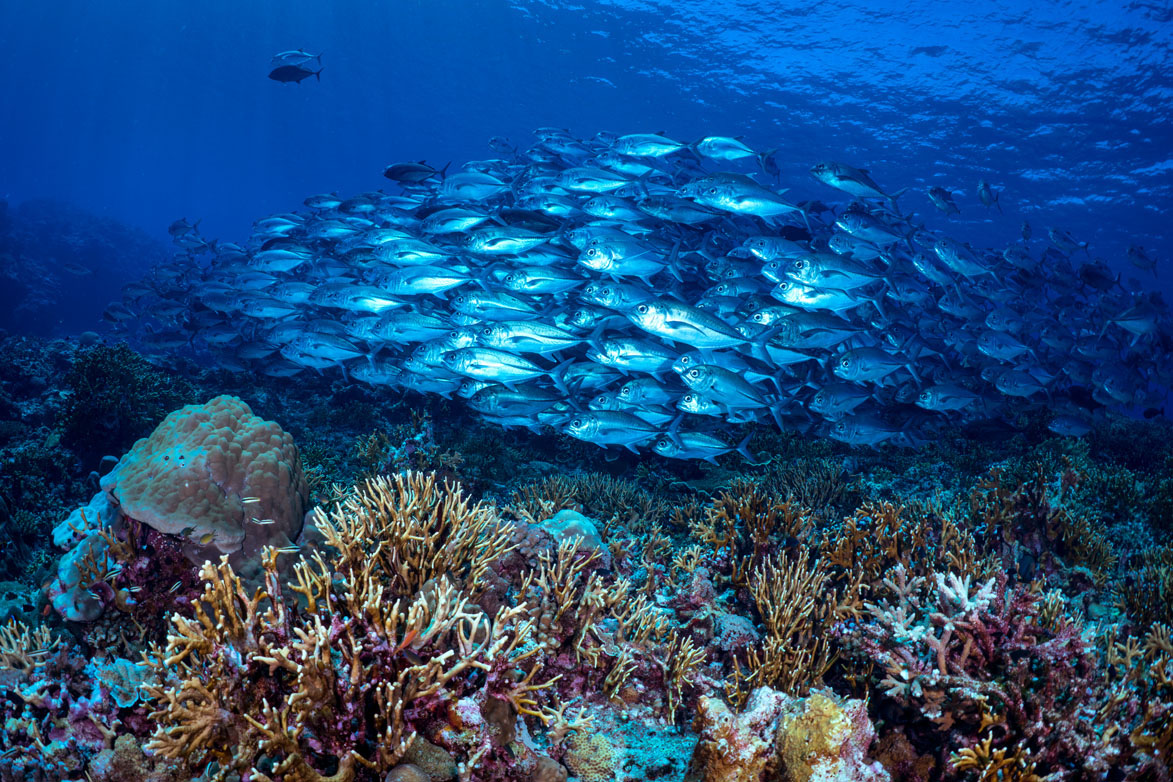 4. Dive Munda school of jacks and coral credit Gerald Rambert 08186