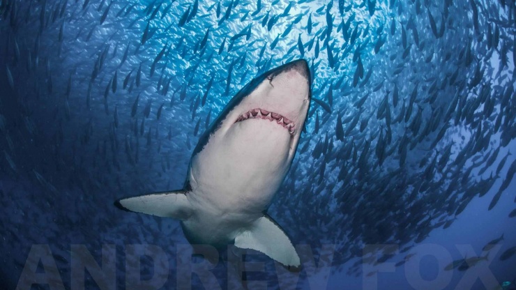 Rodney fox expeditions great white shark cage diving south australia one shark baitball
