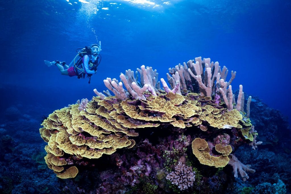 5. Dive Munda Belinda above coral credit Gerald Rambert 08592