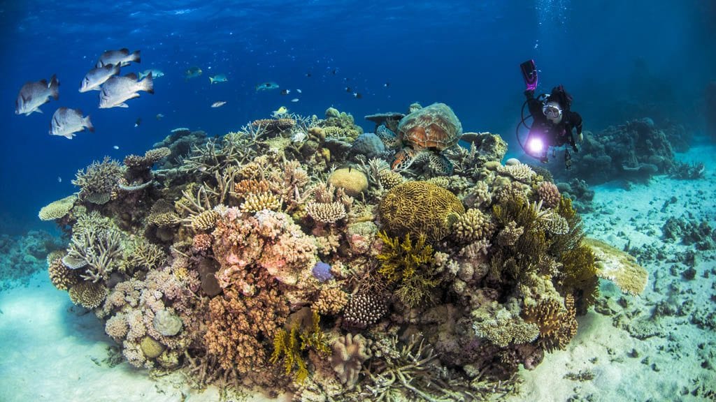 6 Pro Dive Cairns Liveaboard Scubapro Liveaboards Great Barrier Reef bommie