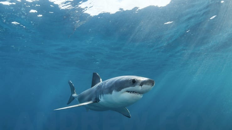 Rodney fox expeditions great white shark cage diving south australia one shark