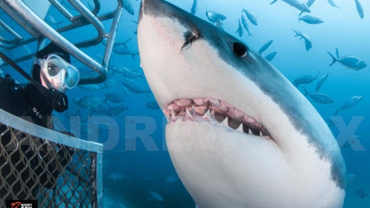 Rodney fox expeditions great white shark cage diving south australia one shark surface cage