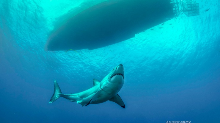 Rodney fox expeditions great white shark cage diving south australia one shark below boat
