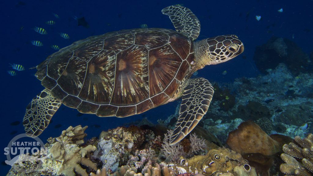 Bunaken reef wall with turtle 2 by Heather Sutton