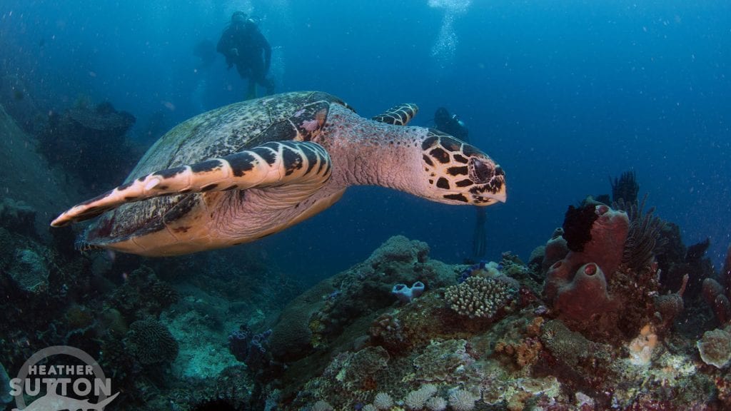 North Sulawesi Bunaken reef wall with turtle by Heather Sutton