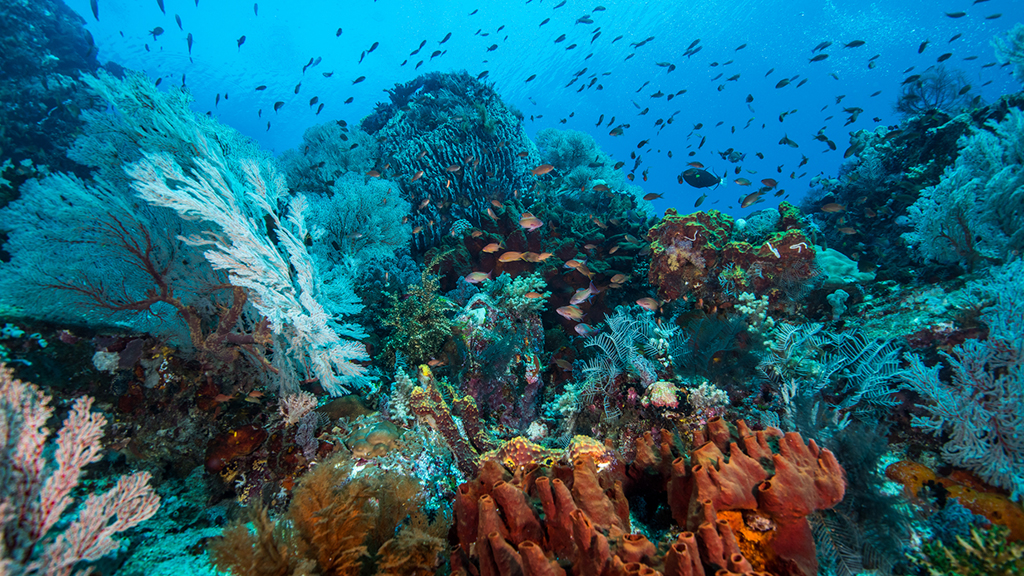 Dive Komodo Indonesia coral scene credit Heather Sutton 4323 C