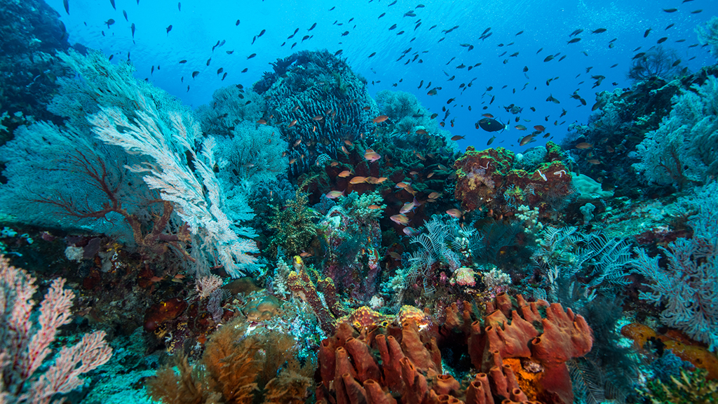 Dive komodo indonesia coral scene credit heather sutton c