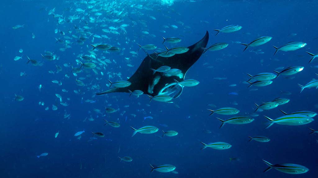 Dive Komodo Indonesia manta ray credit Heather Sutton 4341