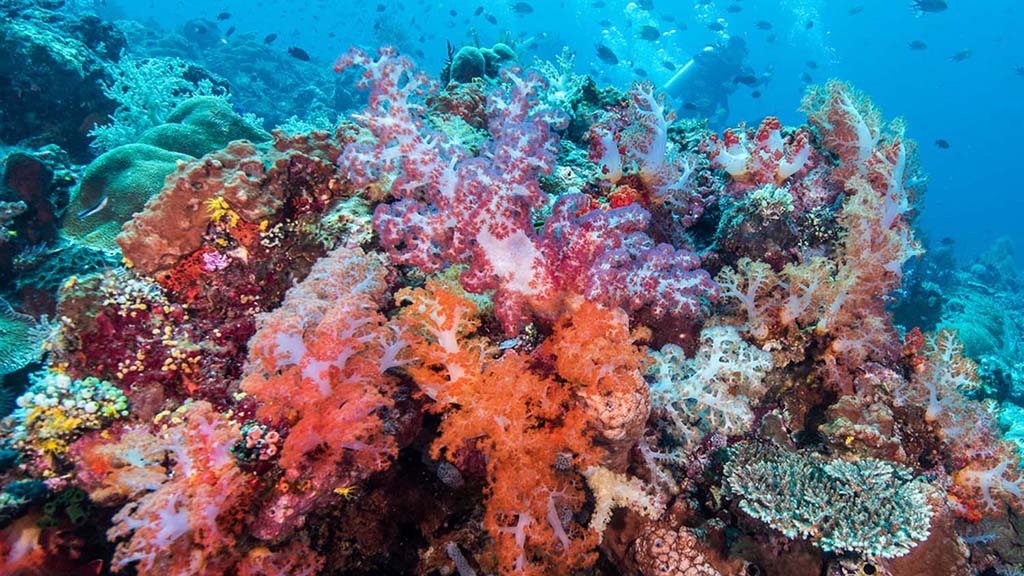 Dive Komodo Indonesia soft coral scene credit Heather Sutton 4190