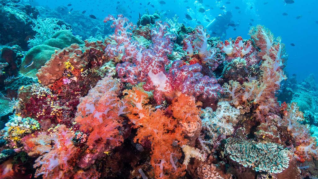 Everything you need to know about Diving Komodo