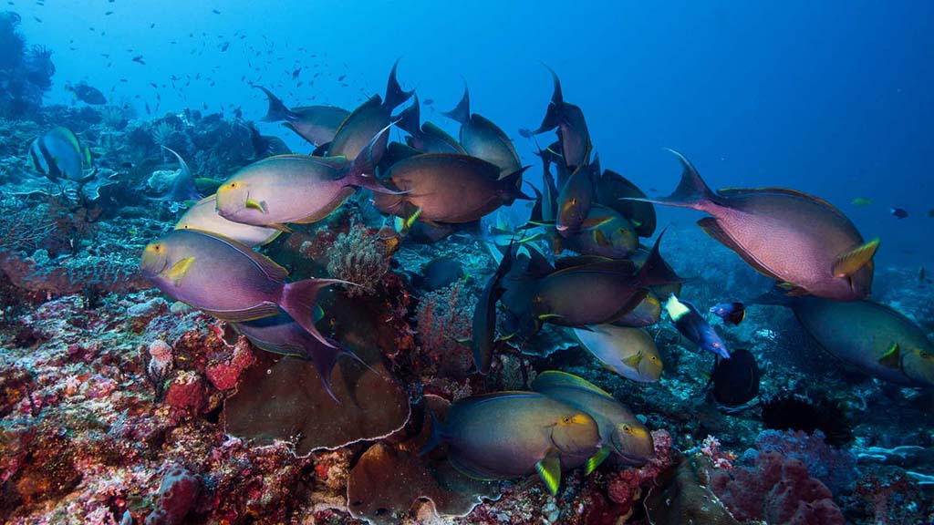 Dive Komodo Indonesia surgeon fish credit Heather Sutton 4087