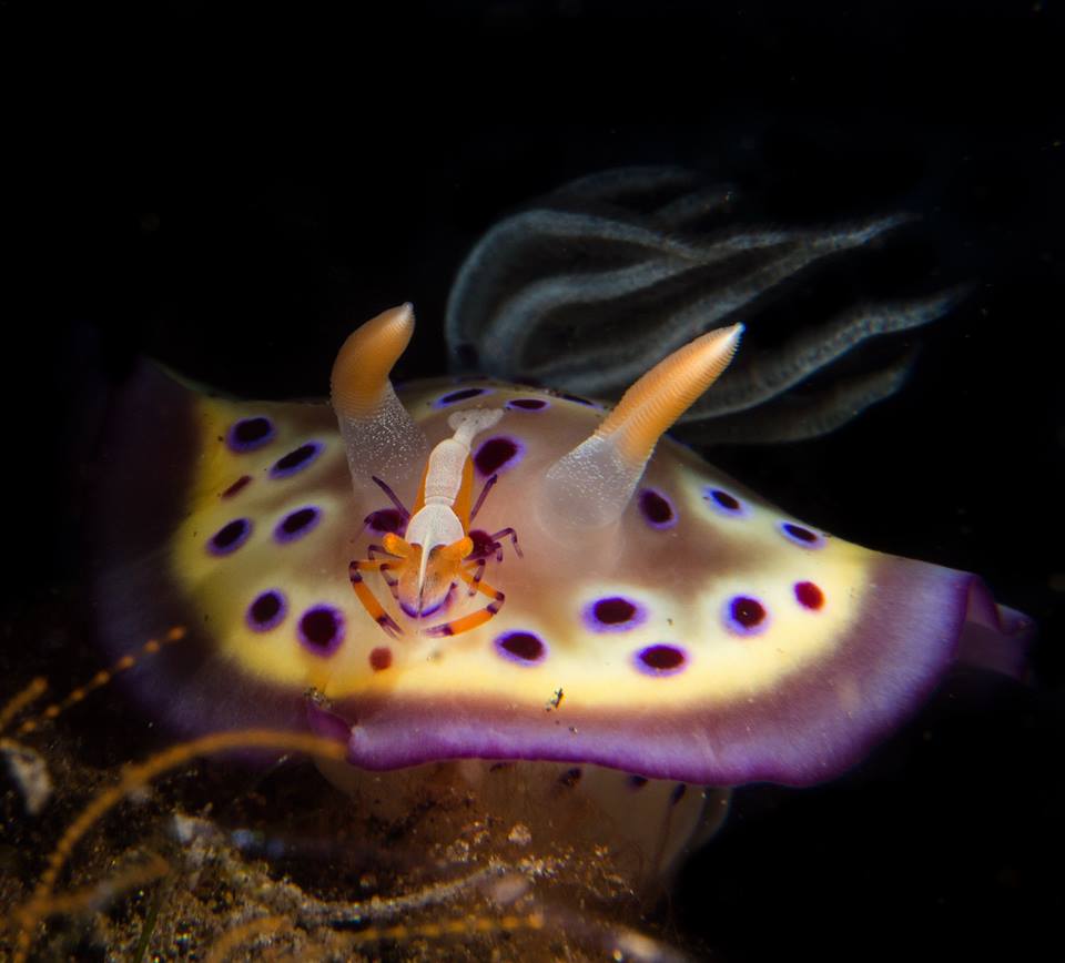 North Sulawesi's Dive Industry is open for business, the diving is as mind-blowing as ever, and you can help the people of Palu.