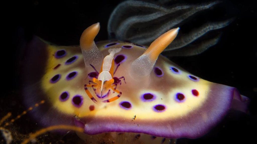 Lembeh nudibranch and shrimp by Heather Sutton