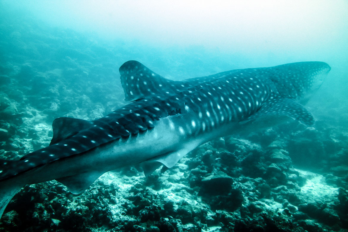 Maldives South Ari Atoll Back Reef Whaleshark_5595