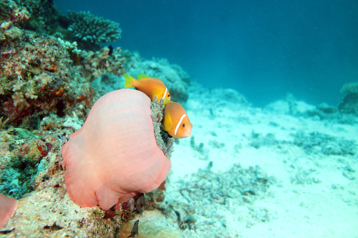 Maldives South Ari Atoll Sunset Maldivian anemone_5363