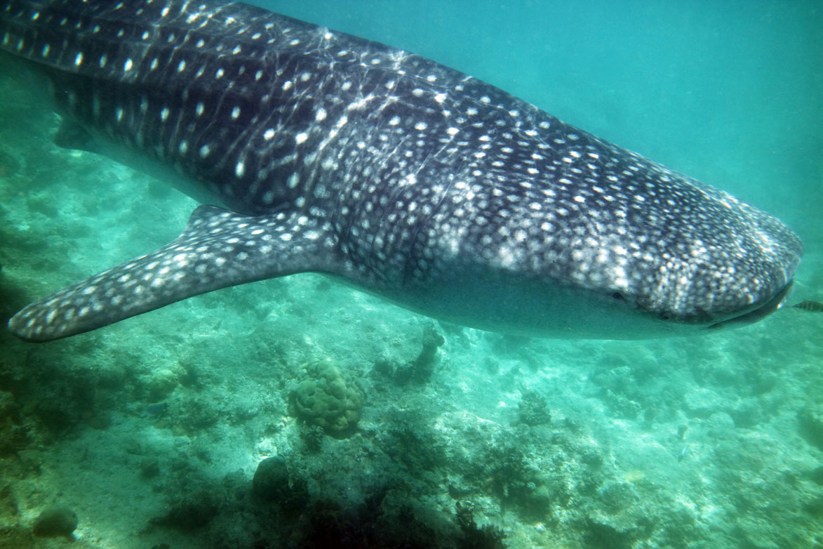 Maldives South Ari Atoll Whale Shark Dive_5488