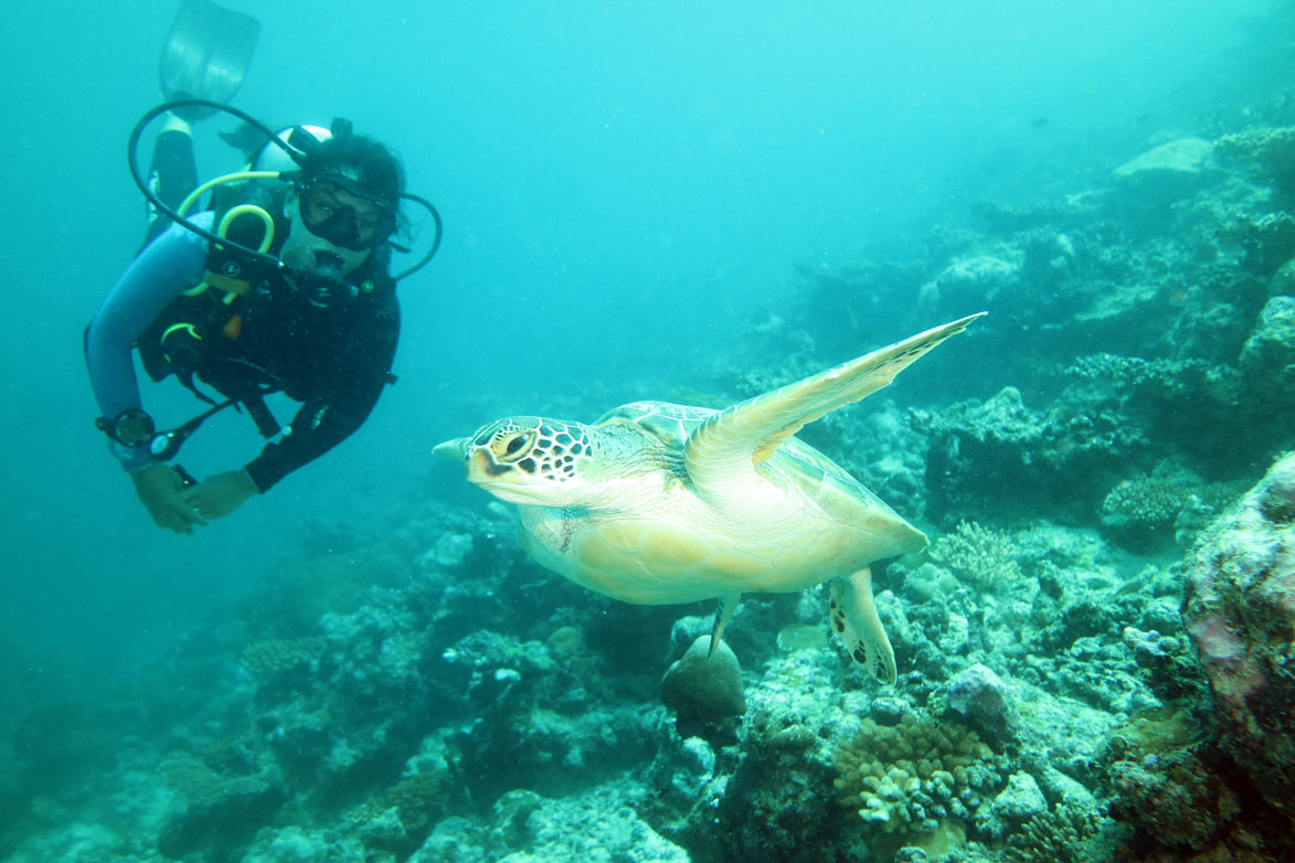 Maldives South Ari Atoll back reef turtle and diver_5696