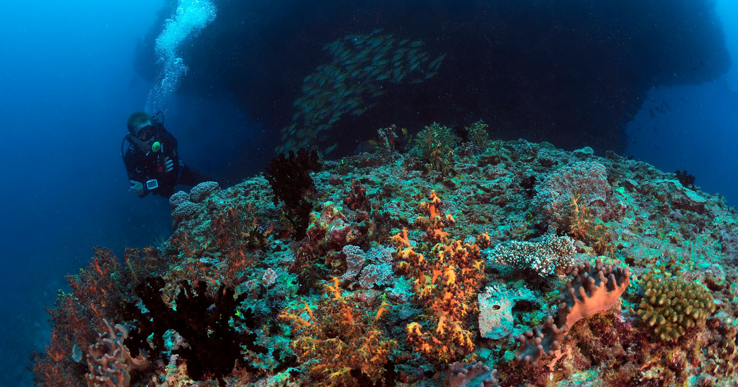 Maldives underwater festival drew richardson kuda rah thila coral Maldives Underwater Festival Drew Richardson Kuda Rah Thila coral_9170039