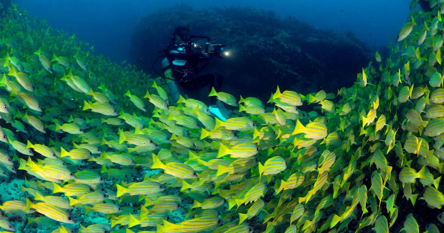 Maldives Underwater Festival Kuda Rah Thila coral_9170033