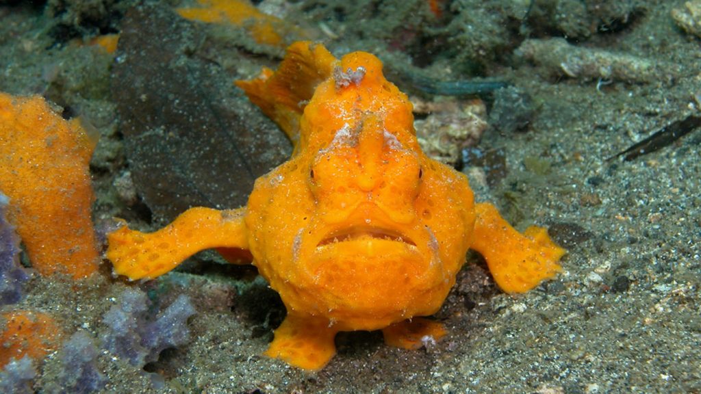 North Sulawesi Frogfish Siladen 049 Diving