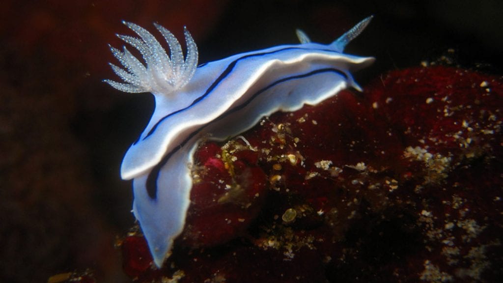 North Sulawesi nudibranch Siladen 072 Diving