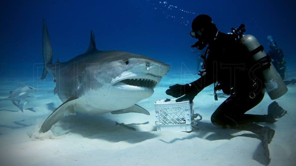 Tiger shark bahamas by kat spruth Tiger shark bahamas by kat spruth