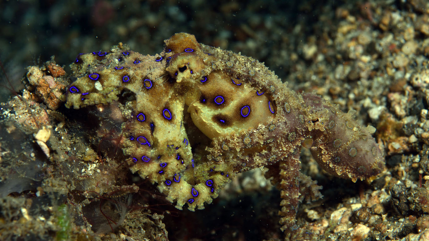 Nigel Marsh Close encounters with Marine Life electric ray blue ringed octopus