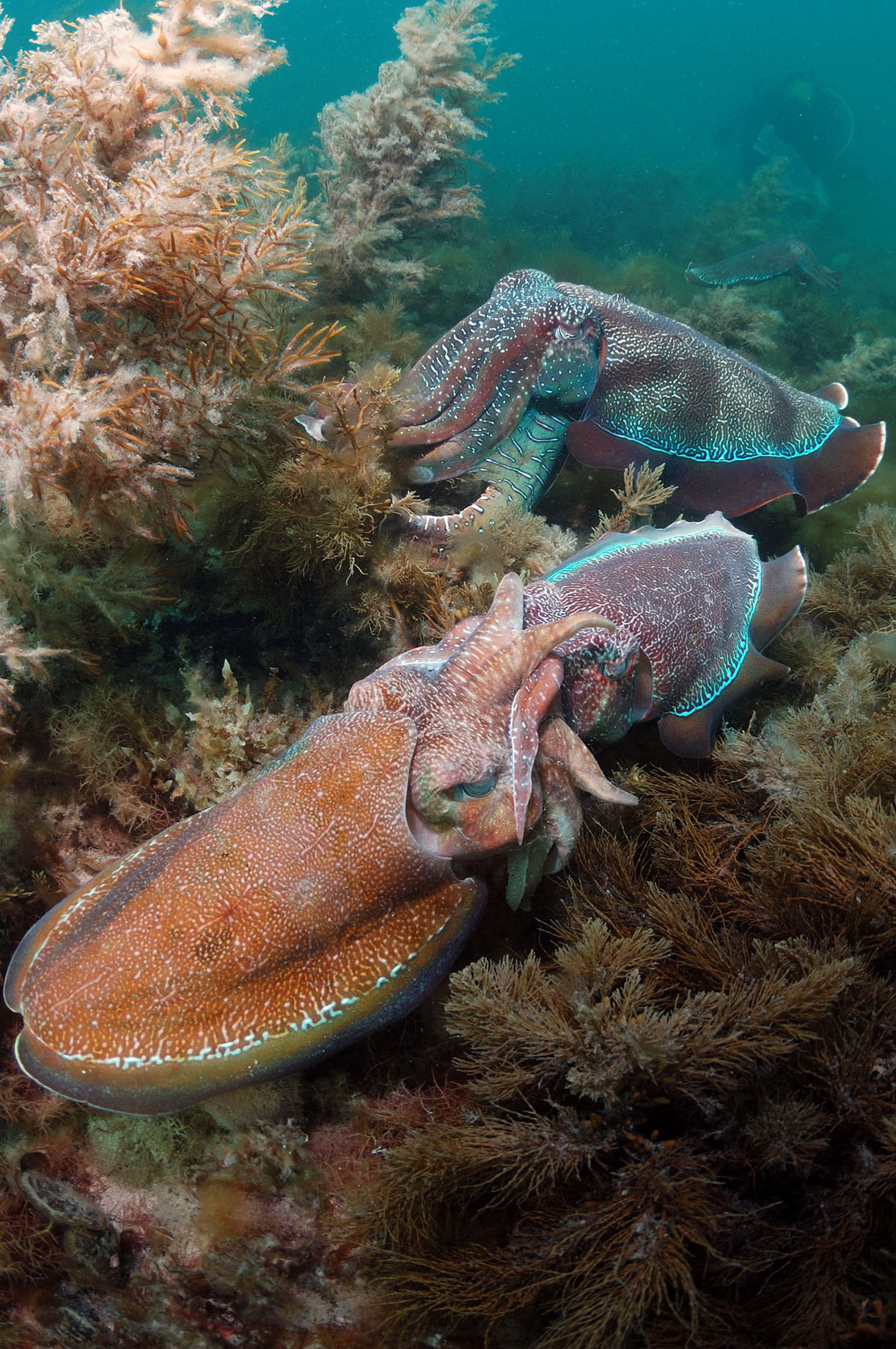 Nigel Marsh Close encounters with Marine Life electric ray blue ringed cuttlefish