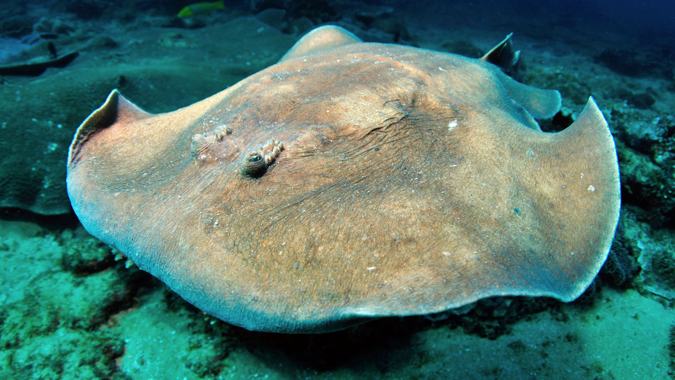 Nigel Marsh Close encounters with Marine Life electric ray