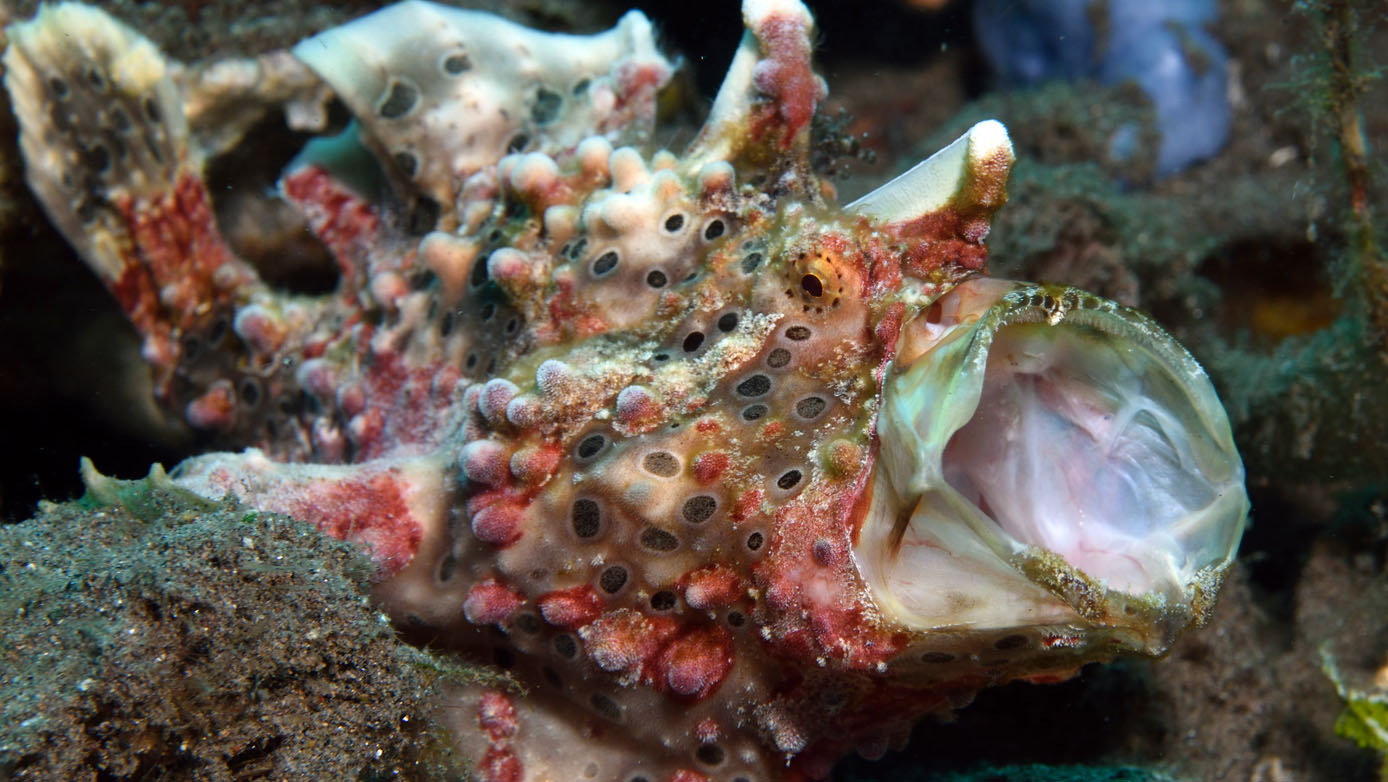 Nigel Marsh Close encounters with Marine Life frogfish