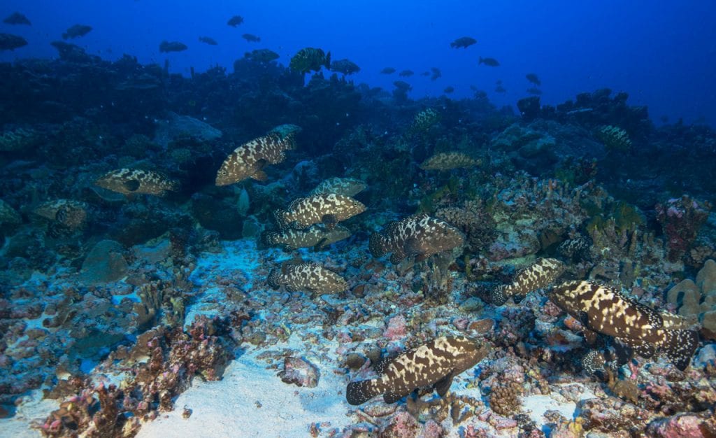 French Polynesia Master Groupers galore jaynejenkins