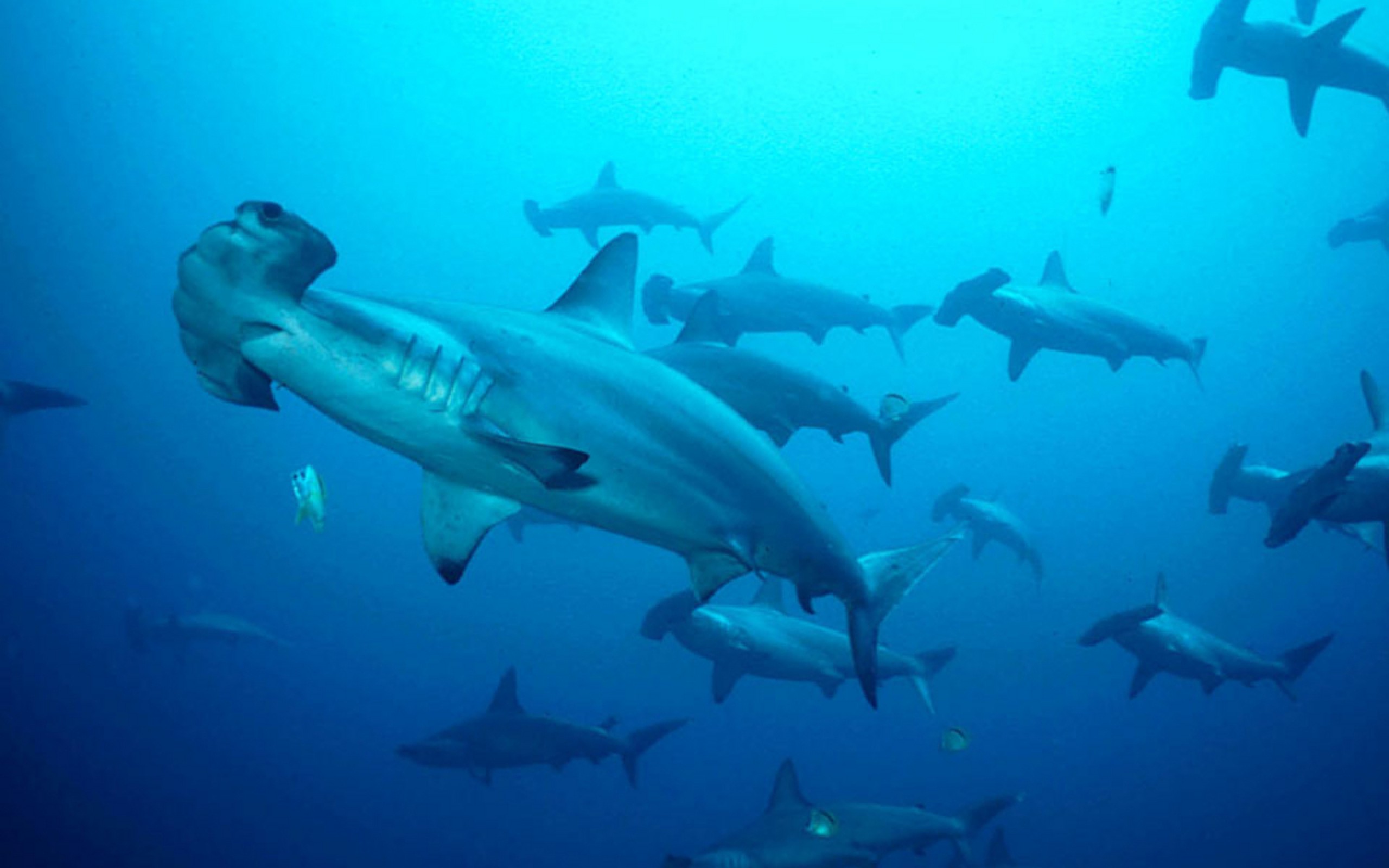 Hammerhead sharks Schooling Hammerheads, Layang Layang