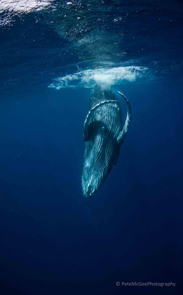 Where to dive with whales, where to dive with sharks, where to dive with manta rays, where to dive with whalesharks and where to dive with crocodiles.