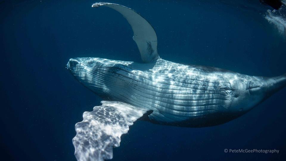 humpback whale Tonga Pete McGee