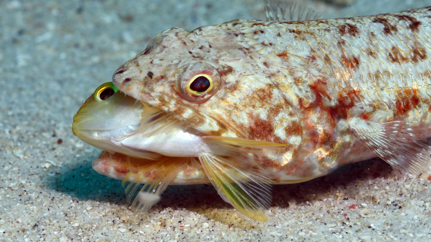 Nigel Marsh Close encounters with Marine Life lizardfish