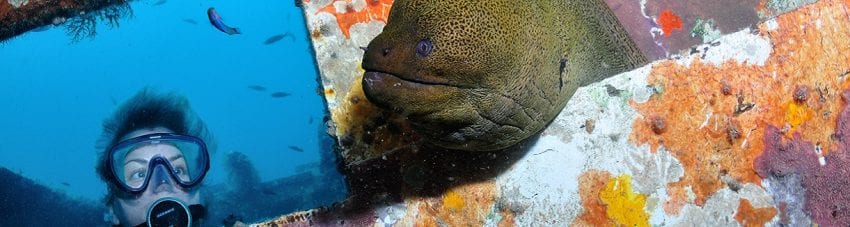 Moray eel