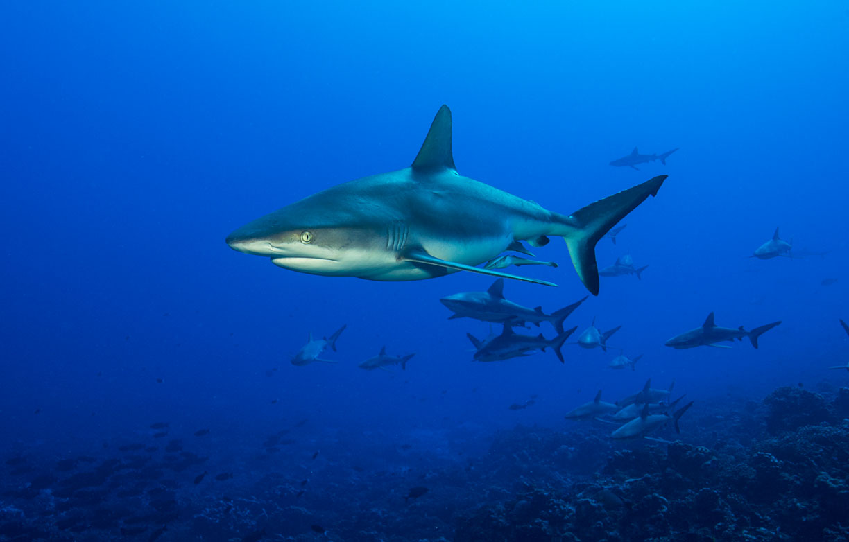Save up to 30% OFF on selected May and June departures with Worldwide Dive and Sail\'s Last Minute Offers. From the Maldives to Palau, Galapagos, Bikini Atoll and French Polynesia.