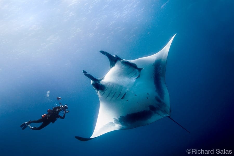 Soc Nautilus Belle Amie Manta Ray