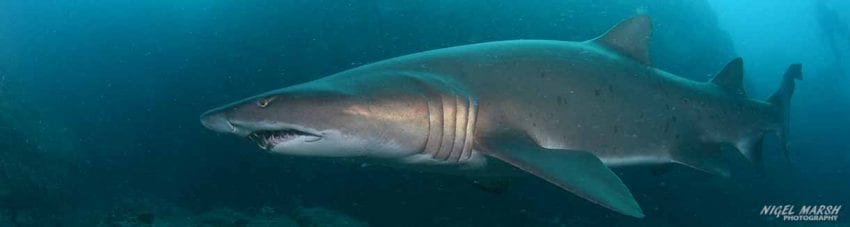 wolf rock-grey nurse shark banner