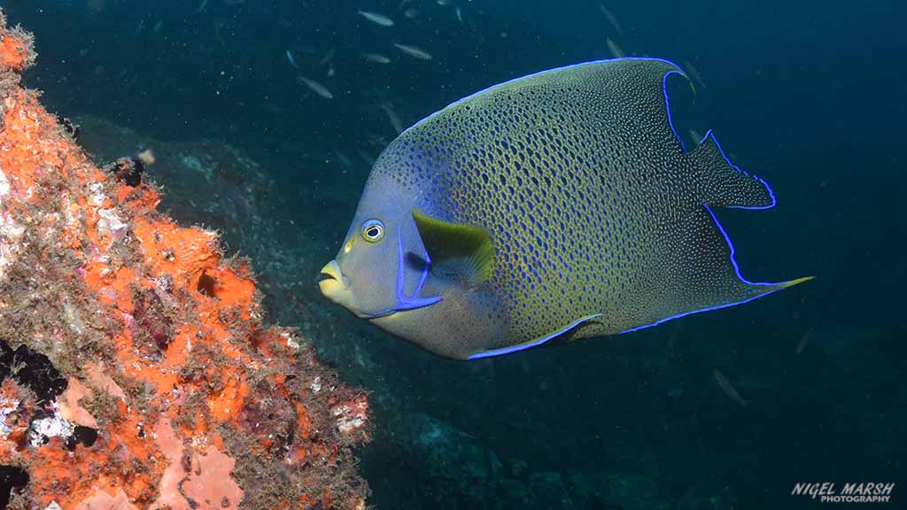 wolf rock-blue angelfish