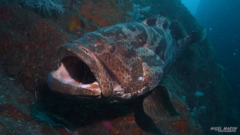 wolf rock-brown-spotted groper