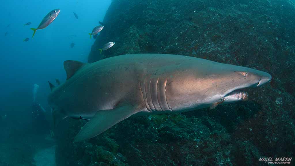 wolf rock grey nurse shark