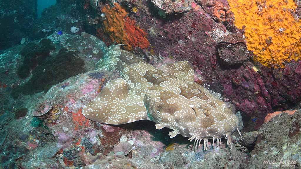 wolf rock-spotted wobbegong