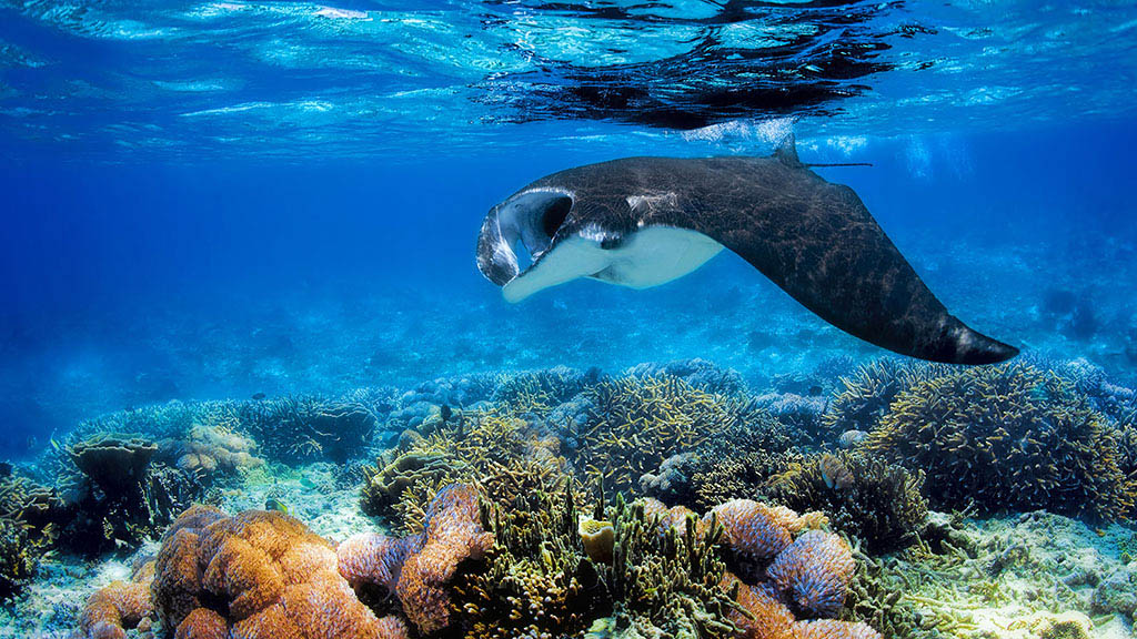 Bali hai diving nusa lembongan bali indonesia manta with corals