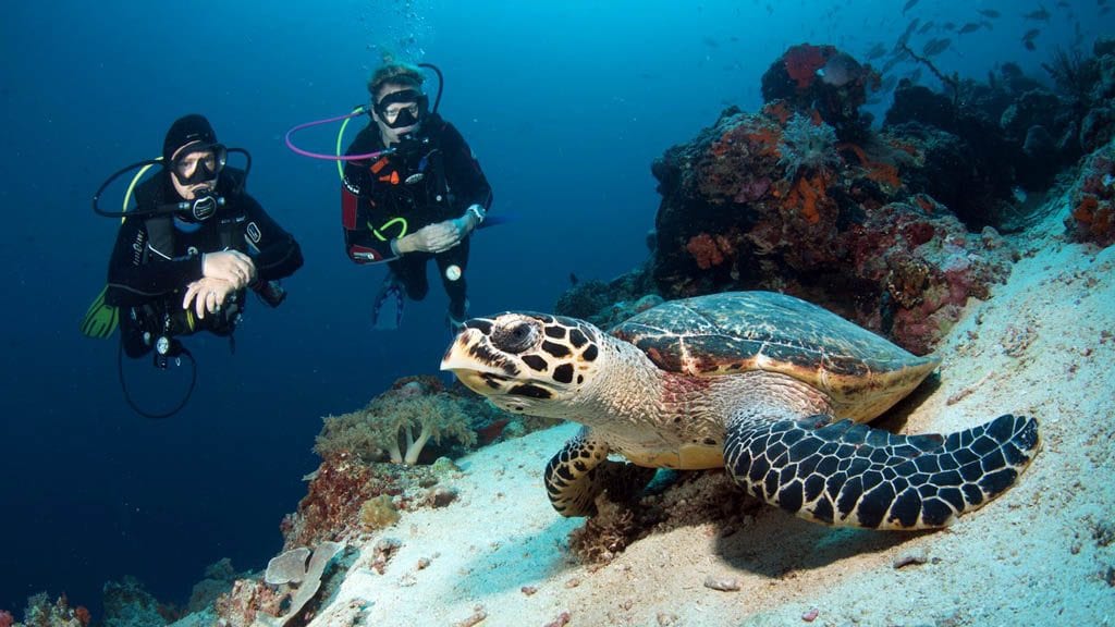 6 Bali Hai Diving Nusa Lembongan Bali Indonesia-turtles