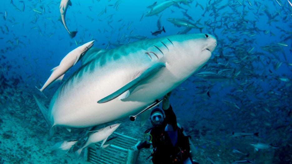 Beqa lagoon resort fiji sharkfest hero