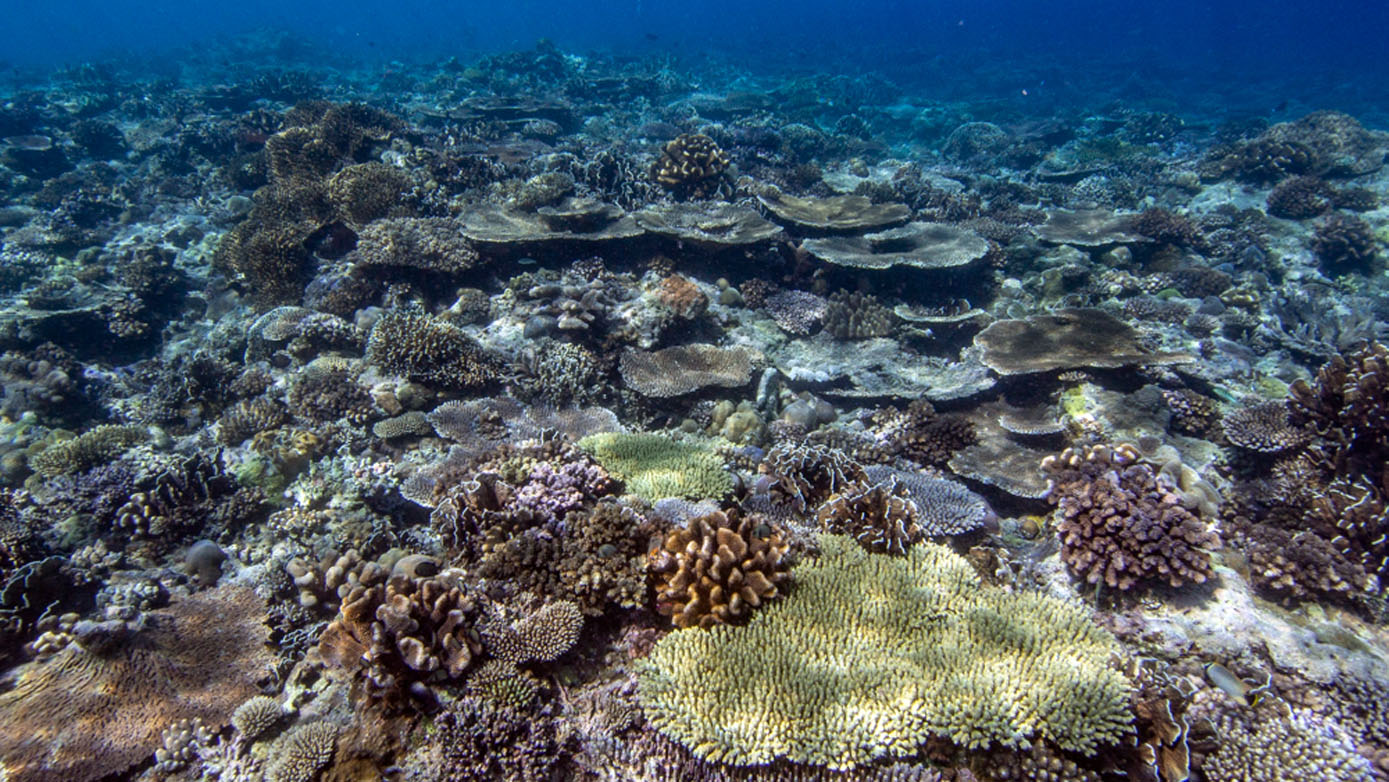 Diving Halmahera Rao coral diversity credit Nicole-Helgason