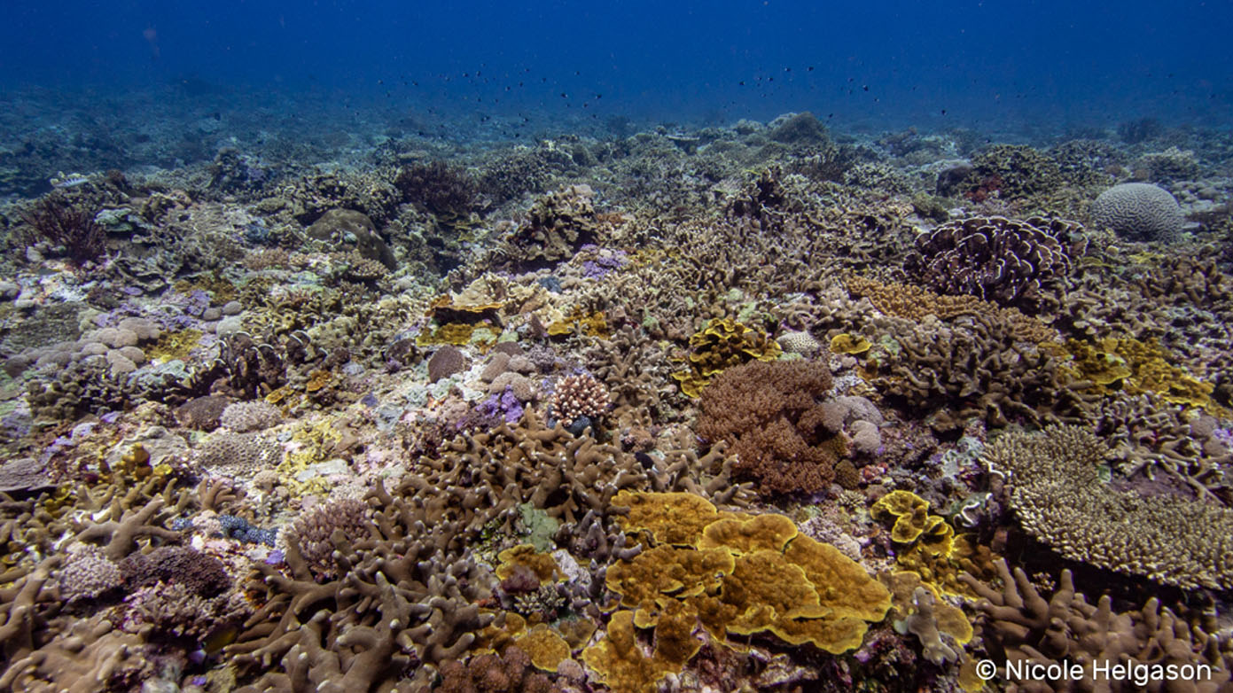 Diving Halmahera Rao coral diversity credit Nicole-Helgason