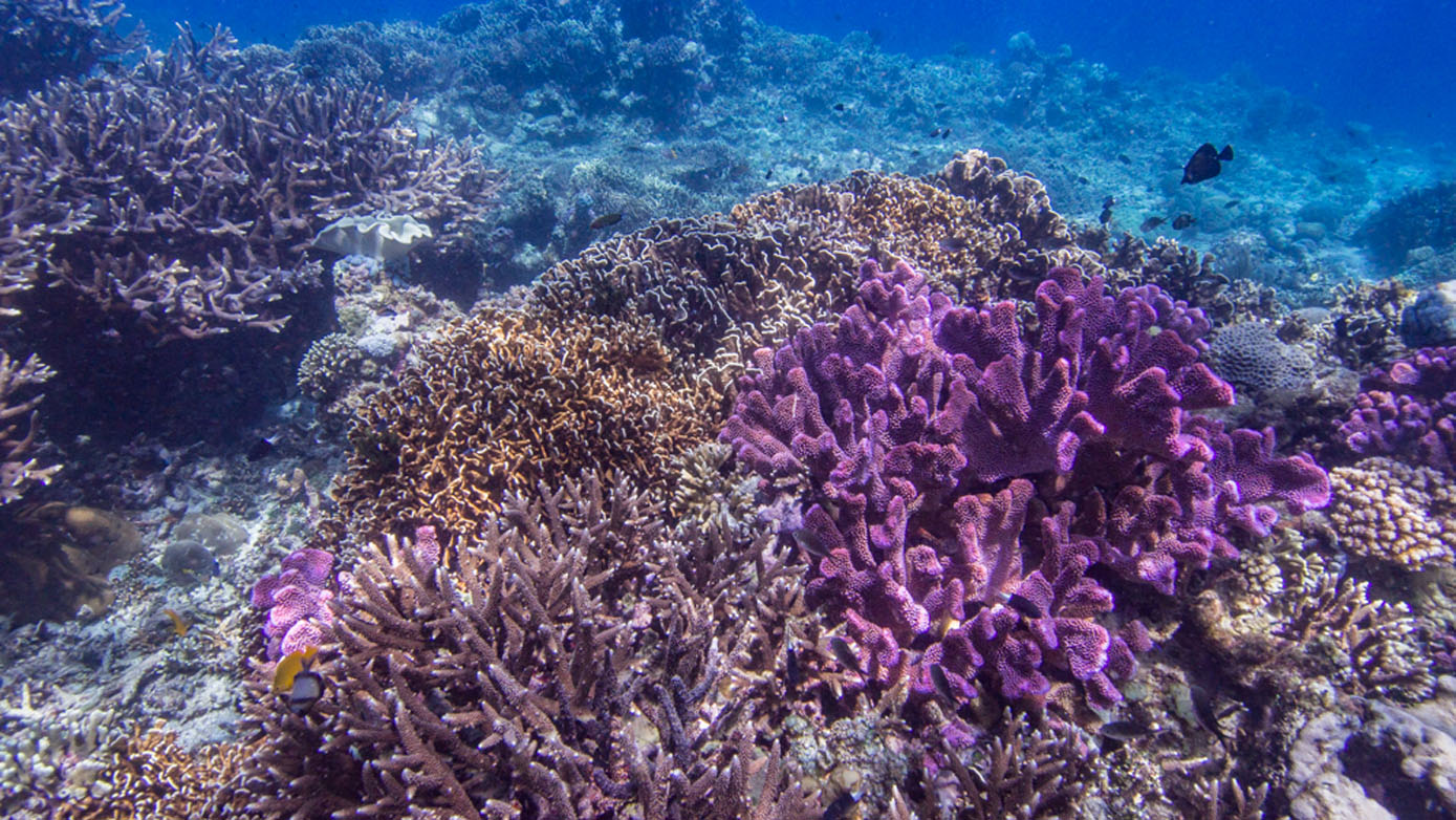 Diving Halmahera Rao coral diversity credit Nicole-Helgason