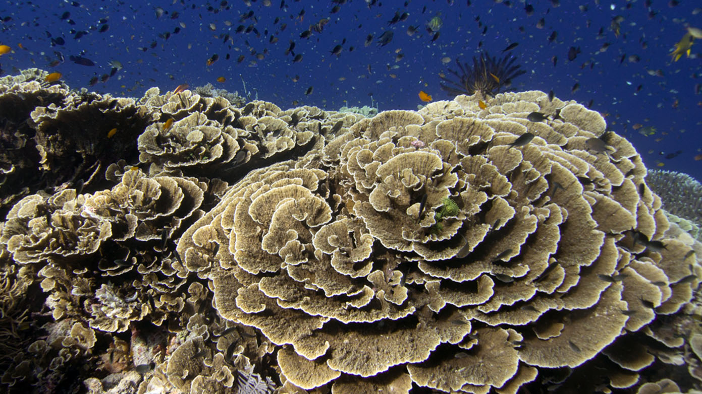 Diving Halmahera Weda coral diversity credit Nicole-Helgason